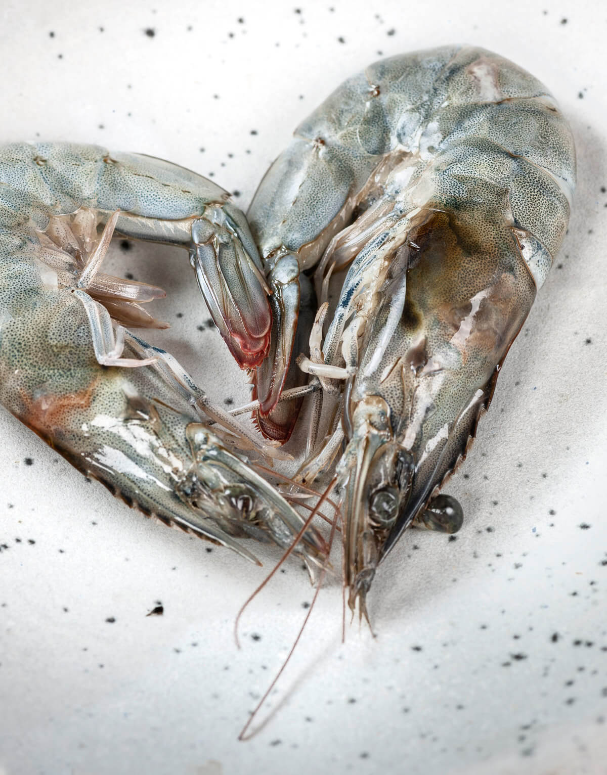 Unsere Garnele Die Landgarnele